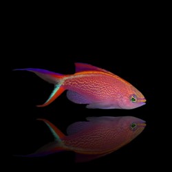 Pseudanthias Smithvanizi| Coralandfishstore.nl