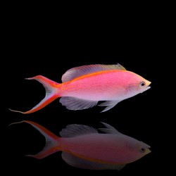 Pseudanthias Smithvanizi| Coralandfishstore.nl