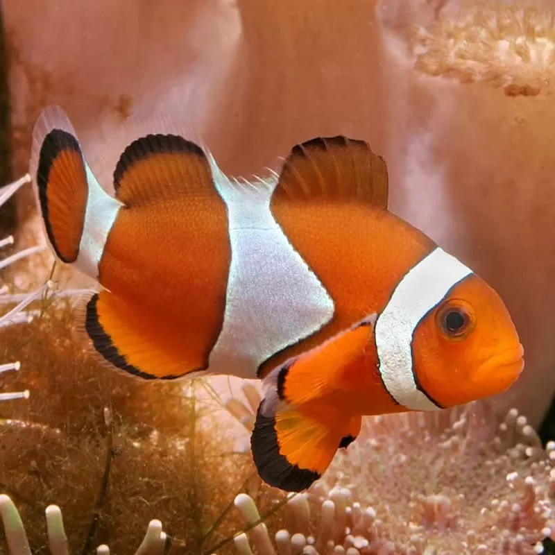 Amphiprion Occelaris M Amphiprion Occelaris M