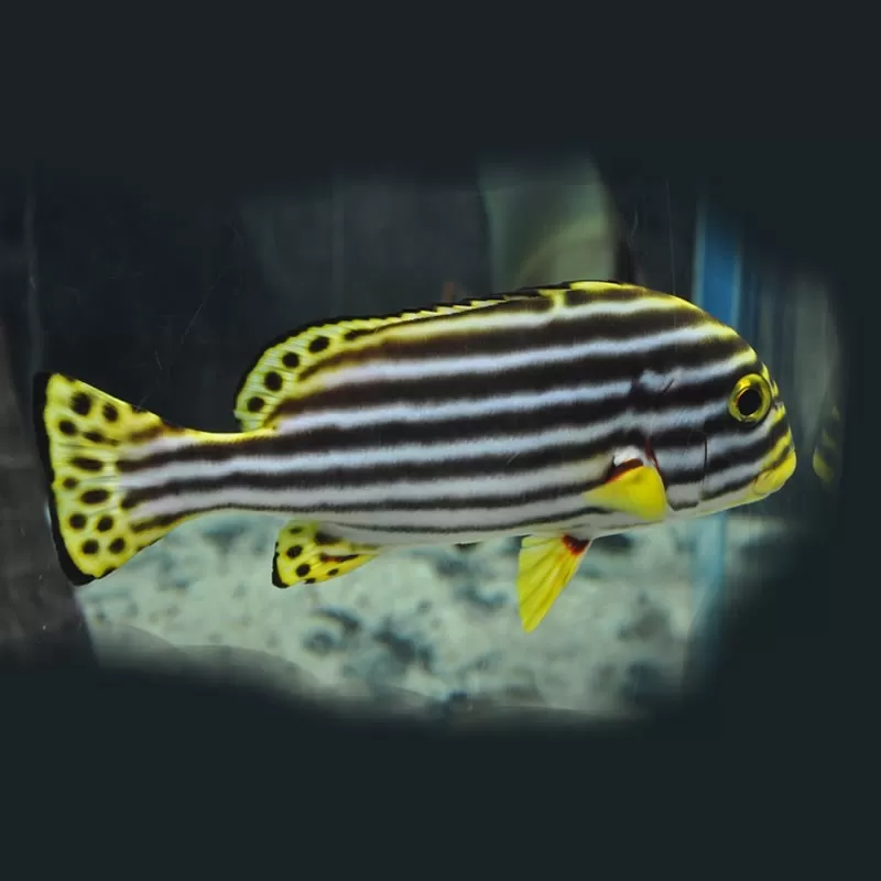 Plectorhinchus Diagrammus M 4 7cm Plectorhinchus Diagrammus M 4 7cm
