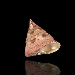 Tectus Conus kopen? | Coralandfishstore
