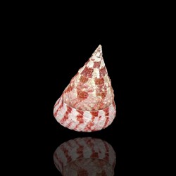Tectus Conus kopen? | Coralandfishstore
