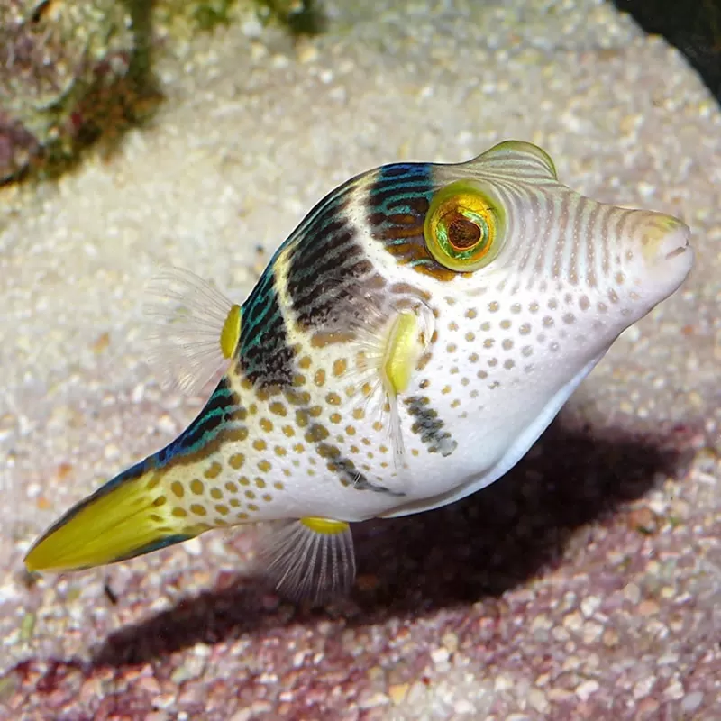 Canthigaster Valentini M Canthigaster Valentini M