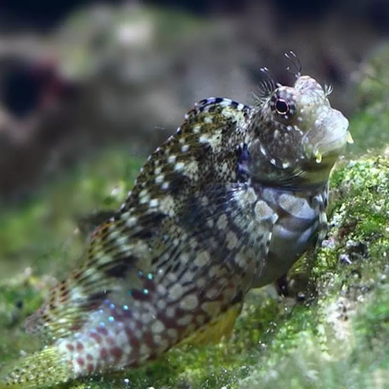 Salarias Fasciatus Salarias Fasciatus