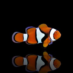 Amphiprion Percula (M)