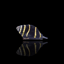 Pusiostoma (Engina) Mendicaria