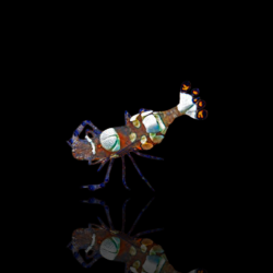 Periclimenes Brevicarpalis
