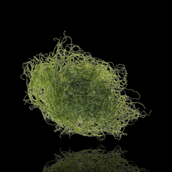 Chaetomorpha Algae K-chaeto