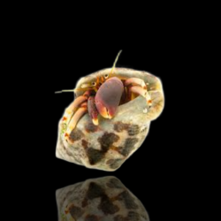 Calcinus Tibicen