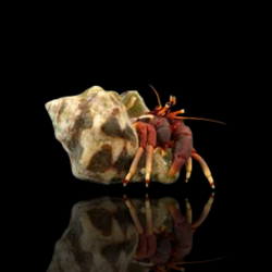 Calcinus Tibicen