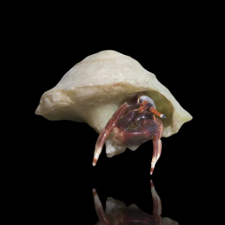 Calcinus Tibicen kopen | Coralandfishstore.nl