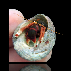 Calcinus Tibicen kopen | Coralandfishstore.nl