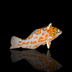 Macropharyngodon Choati