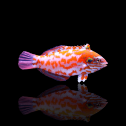 Macropharyngodon Choati
