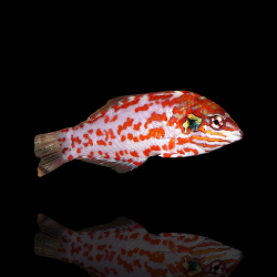 Macropharyngodon Choati