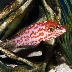 Macropharyngodon Choati  kopen | Coralandfishstore.nl