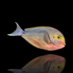 Acanthurus Mata