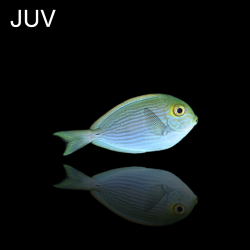 Acanthurus Mata  juv