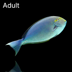 Acanthurus Mata - Zwartdoorn doktersvis  kopen | Coralandfishstore.nl