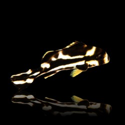 Plectorhinchus Orientalis