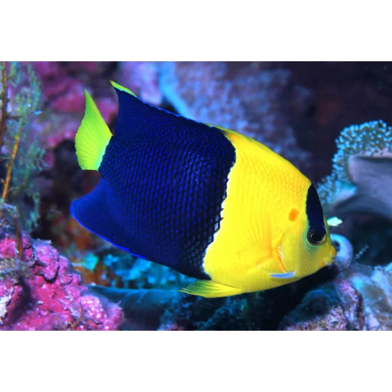 Centropyge bicolor Centropyge bicolor