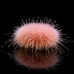 Salmacis spp Pink Lady