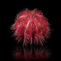 Salmacis bicolor