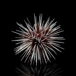 Echinothrix calamaris M-size kopen? | Coralandfishstore.nl