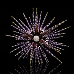 Echinothrix calamaris M-size kopen? | Coralandfishstore.nl
