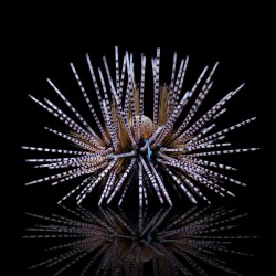 Echinothrix calamaris