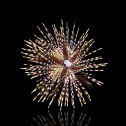 Echinothrix calamaris M-size kopen? | Coralandfishstore.nl
