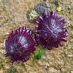 Colobocentrotus atratus