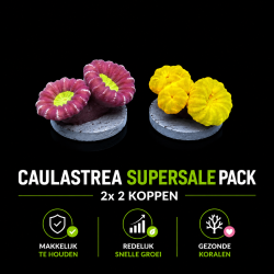 Caulastrea supersale pack bestellen ? l Coralandfishstore.nl