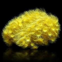 Parazoanthus spp. (Gele Bali Poliep)