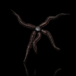 Ophiocoma echinata