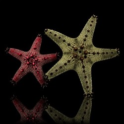 Pentaceraster Regulus