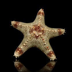Pentaceraster Regulus