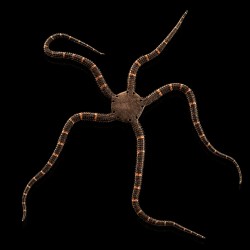 Ophioderma sp.