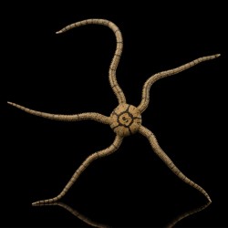 Ophioderma Sp. - Slangenster