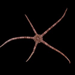 Ophioderma Sp. - Slangenster