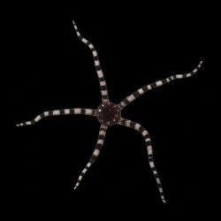 Ophioderma Sp. - Slangenster