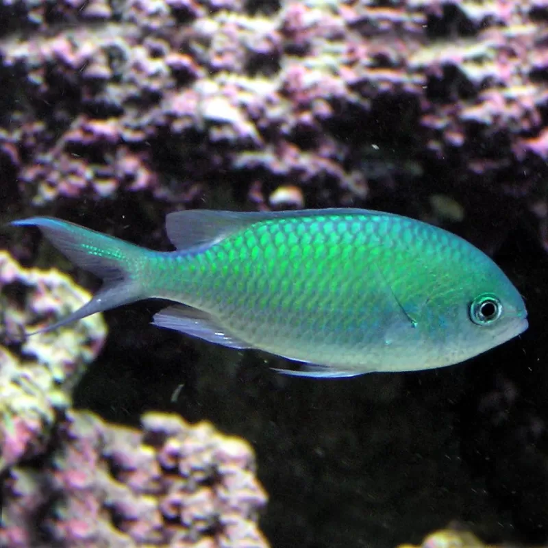 Chromis Viridis Chromis Viridis