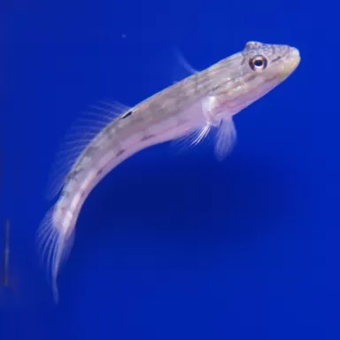 Valenciennea Longipinnis