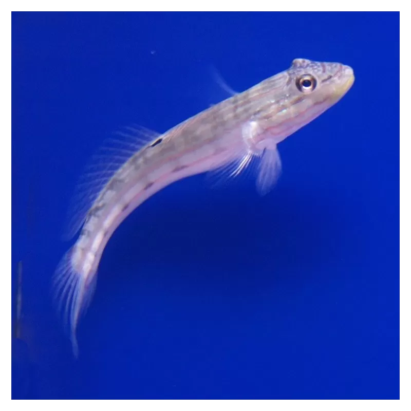 Valenciennea Longipinnis