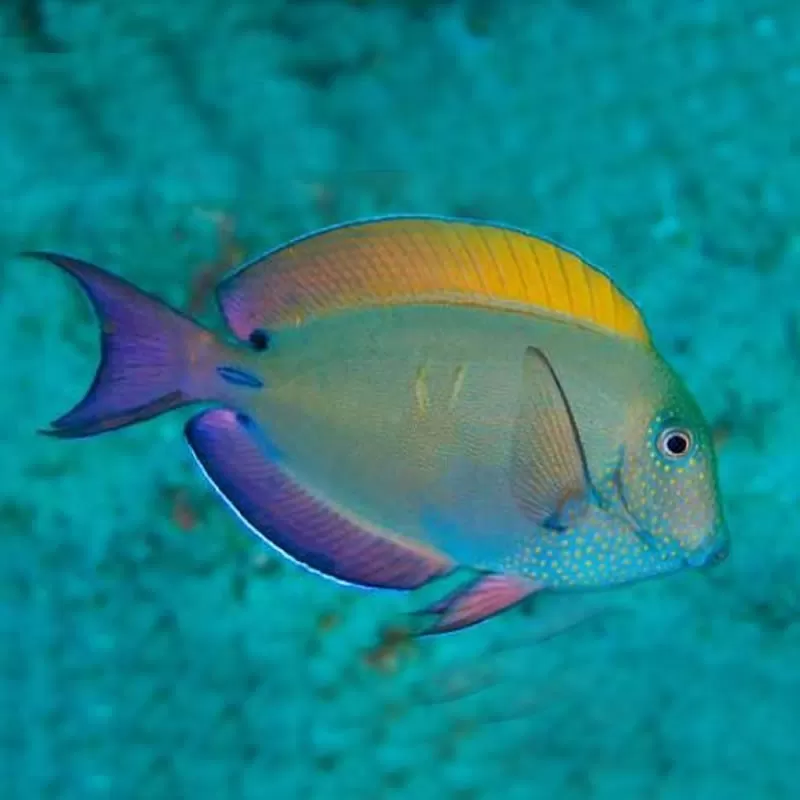 acanthurus nigrofuscus (M) acanthurus nigrofuscus (M)
