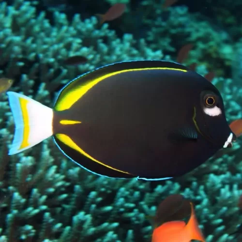 acanthurus nigricans glaucopareius - Samt-Doktorfisch