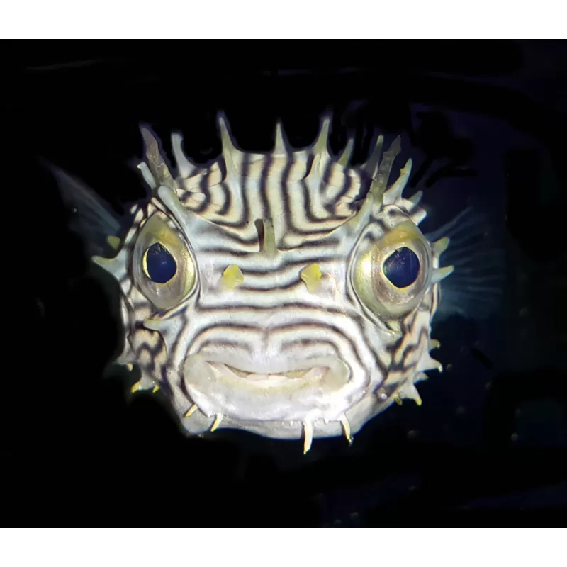 Chilomycterus schoepfi Chilomycterus schoepfi