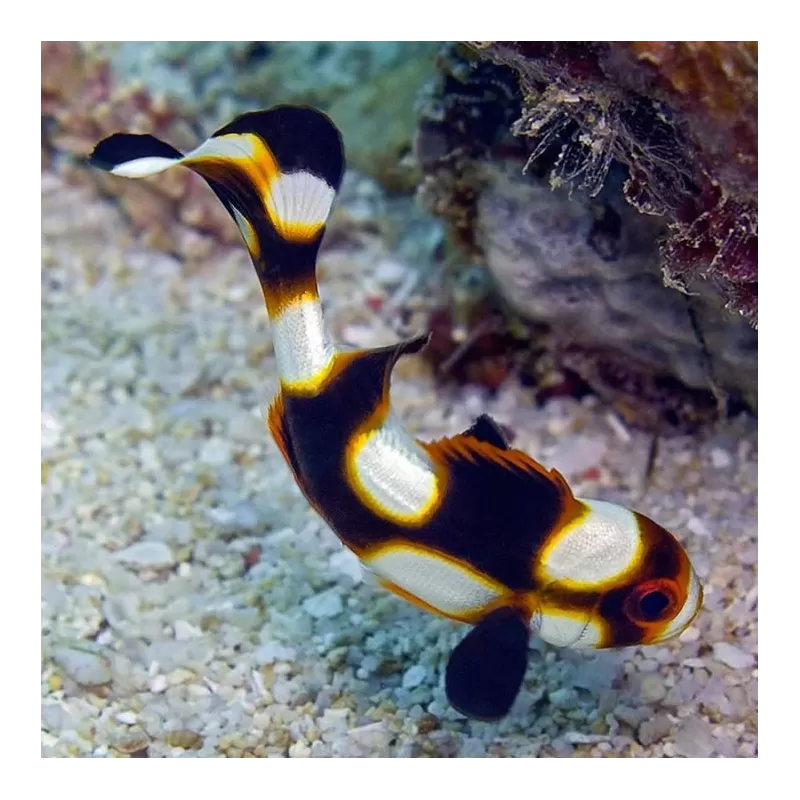 Plectorhinchus Orientalis M 4 7cm Plectorhinchus Orientalis M 4 7cm