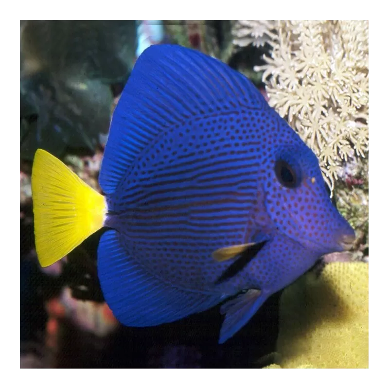 zebrasoma xanthurum M zebrasoma xanthurum M