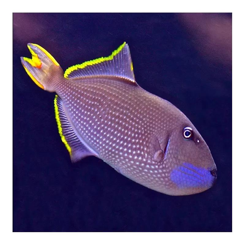 xanthichthys auromarginatus L xanthichthys auromarginatus L